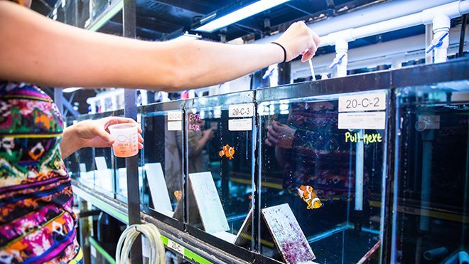 Beautiful view of Saltwater Aquarium Aquaculture Experiments